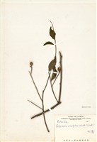 藏品(石苓舅)的圖片